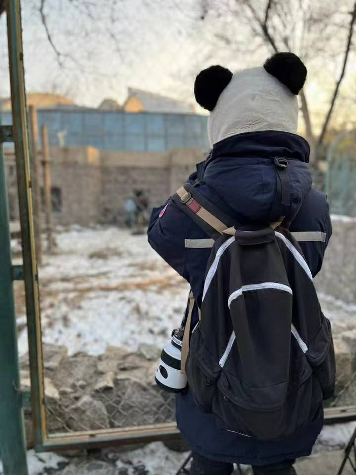 明星经纪人兼熊猫主播 杨佩奇看大熊猫:做好文化传播