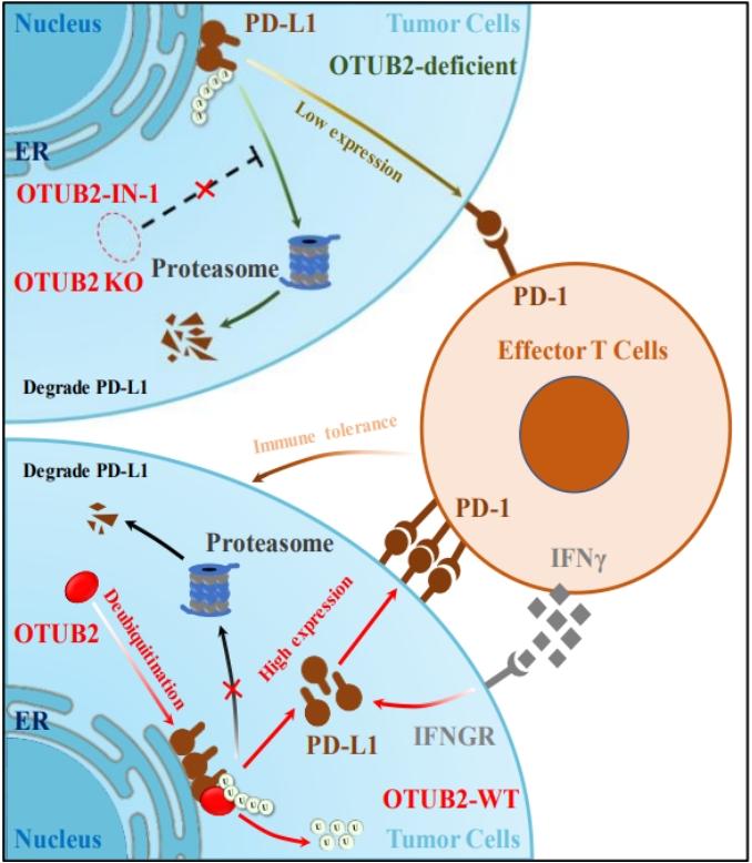 Nature子刊 | 中国科学家揭示癌症免疫治疗新靶点——OTUB2