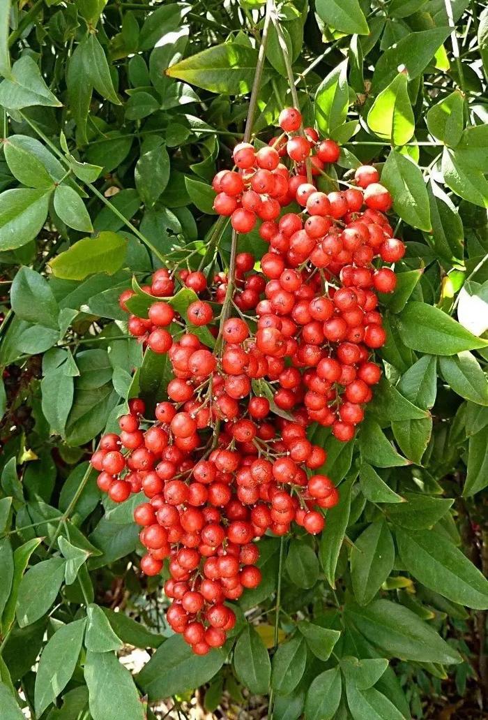 【提示】全株有毒！冬日这种常见的红色果实不能摘不能吃！