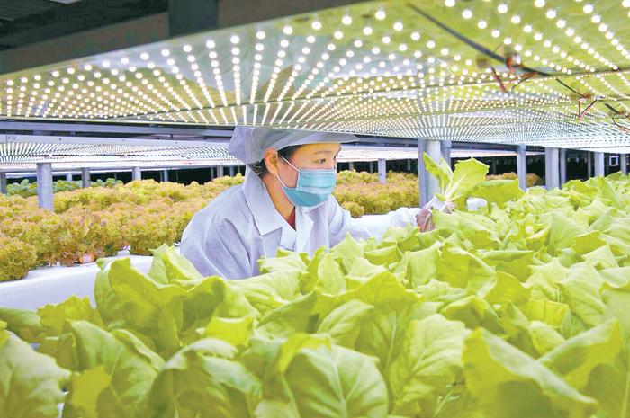 植物工厂水培蔬菜的生长秘密