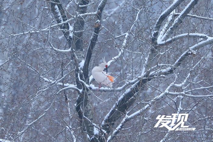 发现丨雪中朱鹮翩翩飞舞 好似一幅水墨画