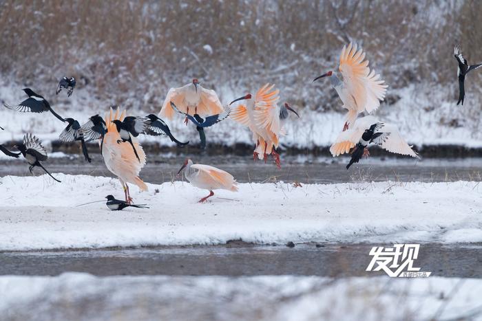 发现丨雪中朱鹮翩翩飞舞 好似一幅水墨画