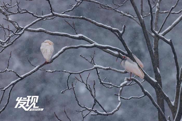 发现丨雪中朱鹮翩翩飞舞 好似一幅水墨画