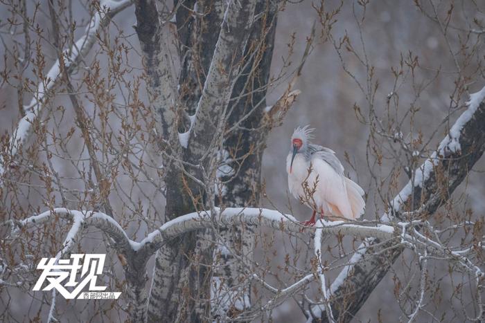 发现丨雪中朱鹮翩翩飞舞 好似一幅水墨画