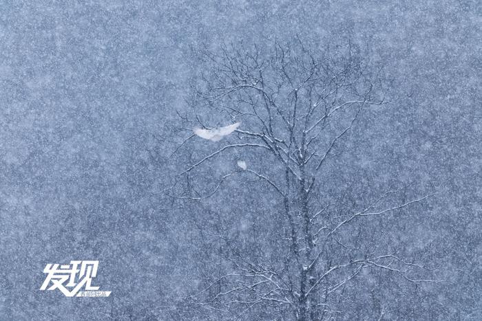 发现丨雪中朱鹮翩翩飞舞 好似一幅水墨画