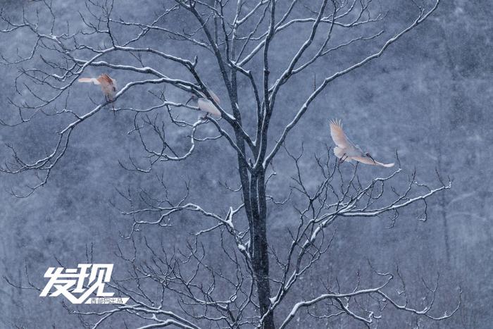 发现丨雪中朱鹮翩翩飞舞 好似一幅水墨画