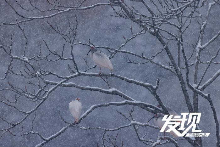 发现丨雪中朱鹮翩翩飞舞 好似一幅水墨画