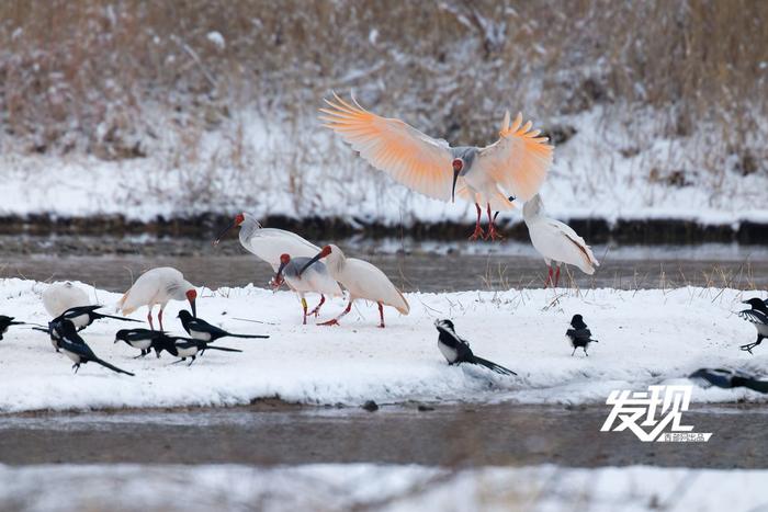 发现丨雪中朱鹮翩翩飞舞 好似一幅水墨画