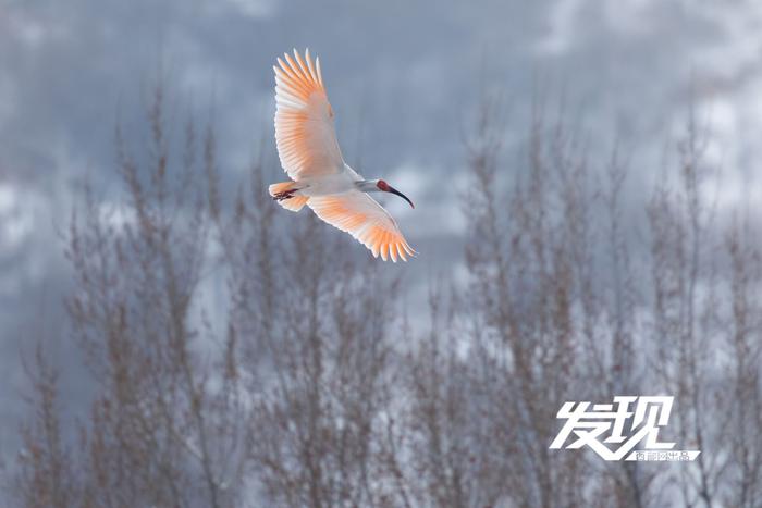 发现丨雪中朱鹮翩翩飞舞 好似一幅水墨画