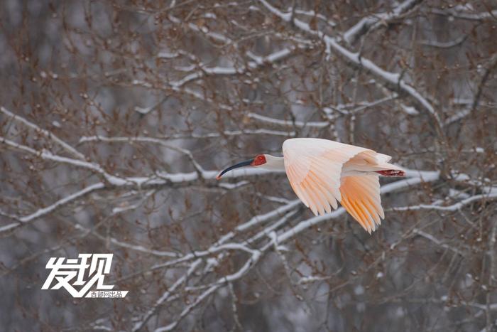 发现丨雪中朱鹮翩翩飞舞 好似一幅水墨画