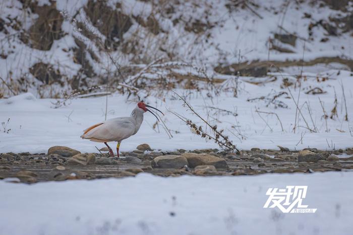 发现丨雪中朱鹮翩翩飞舞 好似一幅水墨画