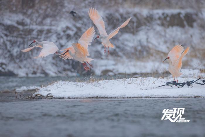 发现丨雪中朱鹮翩翩飞舞 好似一幅水墨画