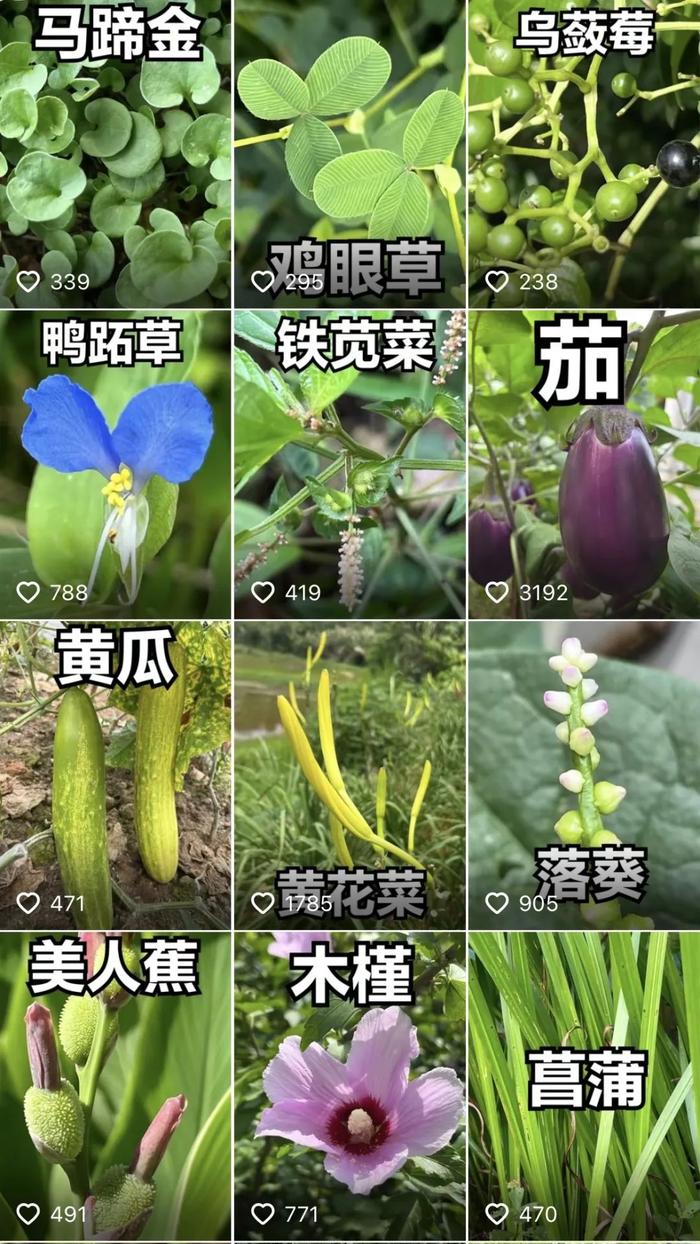 城市周围有什么？“叶子专家”记录400多种植物