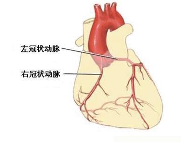 心脏示意图