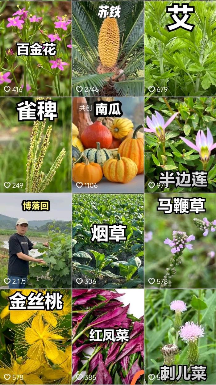 20万网友追更“叶子专家”，他用抖音记录长沙周边超400种植物