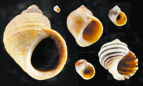 从卵生到胎生用了10万年——解开海洋蜗牛繁殖进化的基因之谜|今日视点