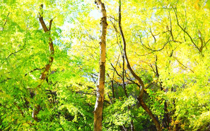 惊喜！房山这个地方被确定为国家Ⅱ级保护植物槭叶铁线莲高密度分布区