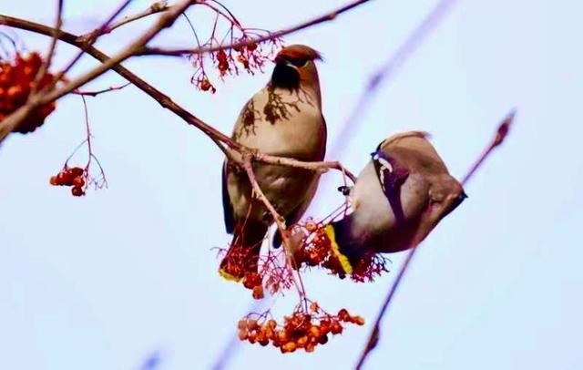 数九寒冬群鸟啄食红果，神还原国画， 网友：她从画中来！