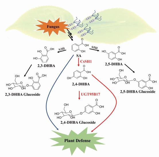我学者揭示水杨酸参与茶树抗病的分子机制