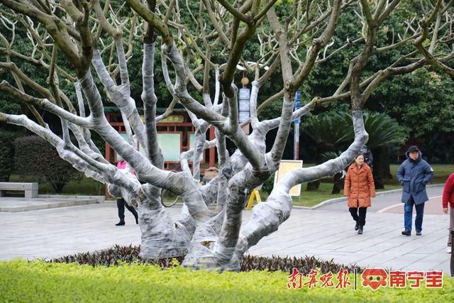 寒冷天气，南宁这些植物也穿上了“羽绒服”