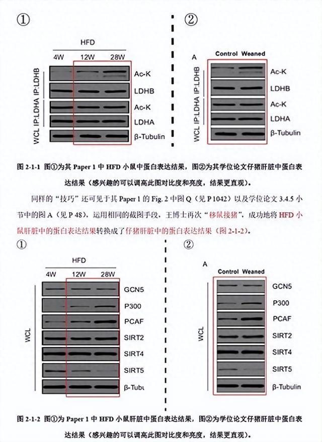 11人联合实名举报学术造假背后：导师曾叫嚣“我背后有学校年薪50万的专业律师团队”