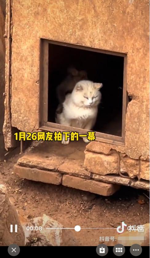 专家谈昆明动物园“猴猫”事件：猫放弃反抗不是“和谐相处”