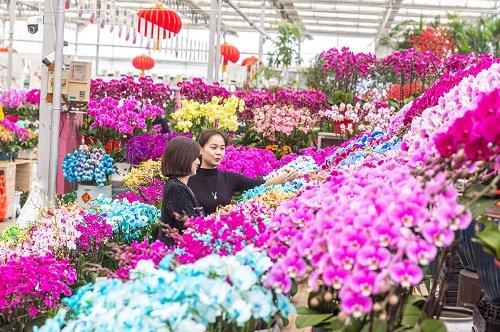 七大花卉市场集中连片上新 打造丰台花卉金名片