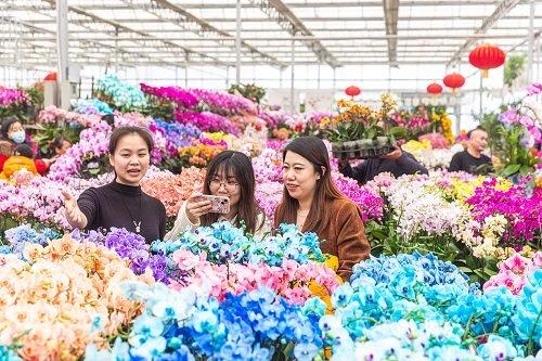 七大花卉市场集中连片上新 打造丰台花卉金名片