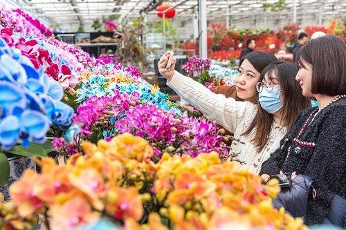 七大花卉市场集中连片上新 打造丰台花卉金名片