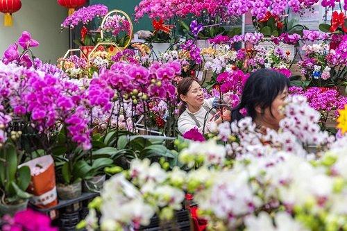 七大花卉市场集中连片上新 打造丰台花卉金名片