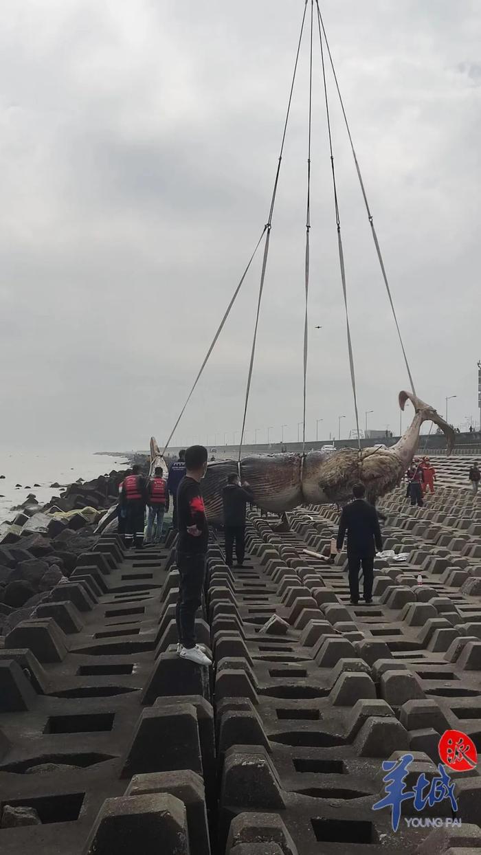 汕头海岸搁浅鲸鱼尸体已被打捞上岸，最新进展→