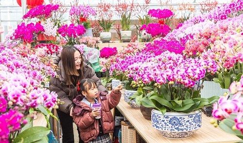 七大花卉市场集中连片上新 打造丰台花卉金名片