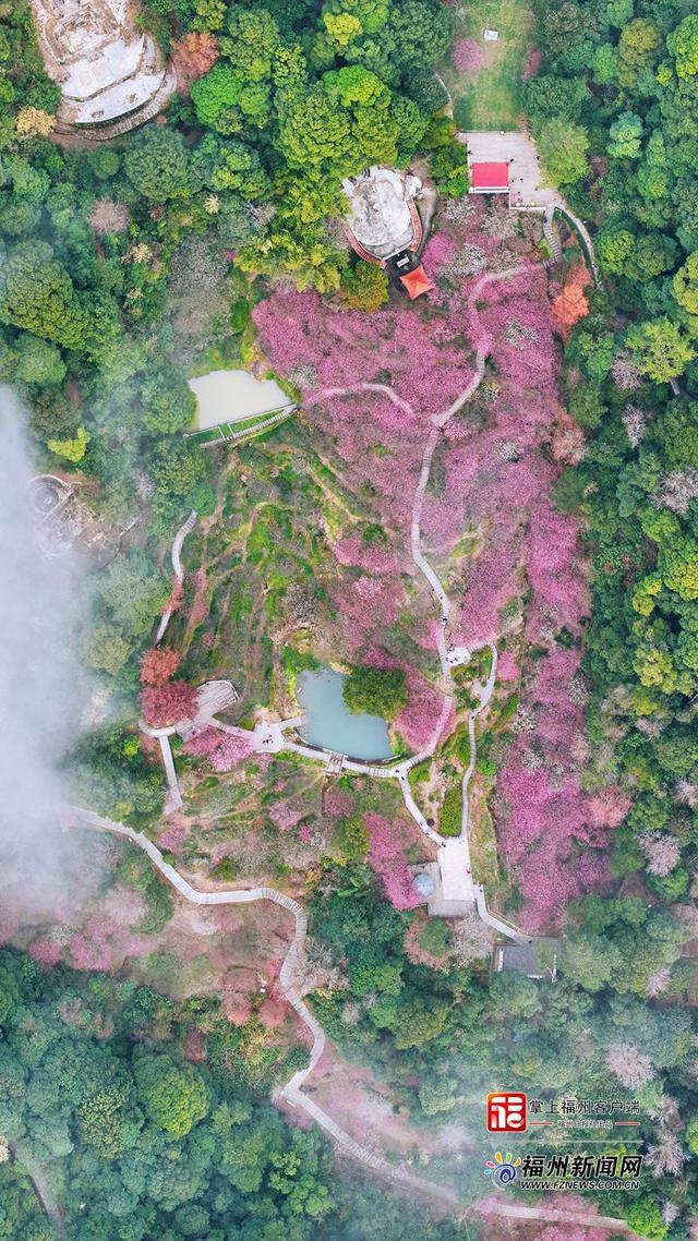 连续14年盛放！上过央视！鼓山梅里景区梅花进入赏花期