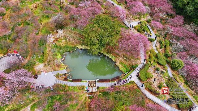 连续14年盛放！上过央视！鼓山梅里景区梅花进入赏花期