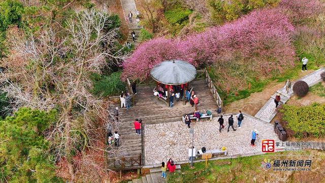 连续14年盛放！上过央视！鼓山梅里景区梅花进入赏花期