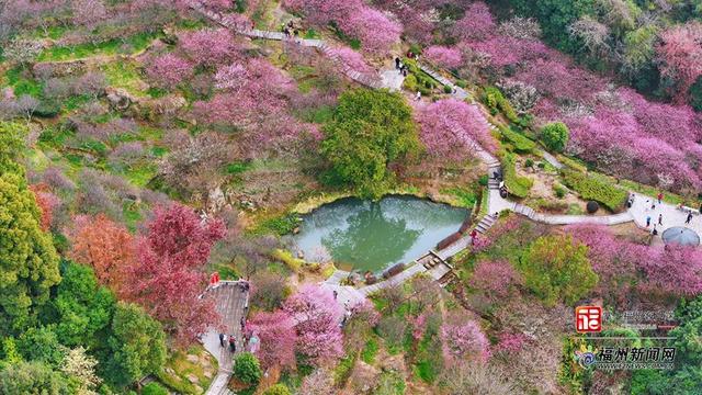 连续14年盛放！上过央视！鼓山梅里景区梅花进入赏花期