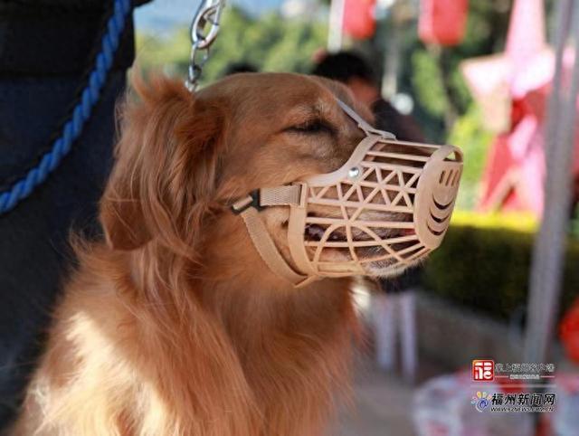 福州对违法养犬行为如何处罚？处罚裁量标准公布！