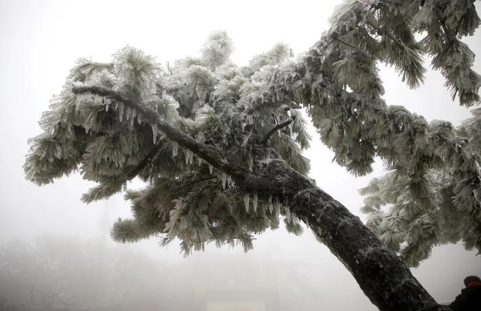 局部-16℃以下+大暴雪+18厘米雪！山东的雪，一定会下的！咱青岛，周日还有雪，对，得上班