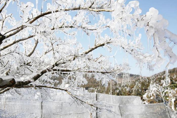 局部-16℃以下+大暴雪+18厘米雪！山东的雪，一定会下的！咱青岛，周日还有雪，对，得上班