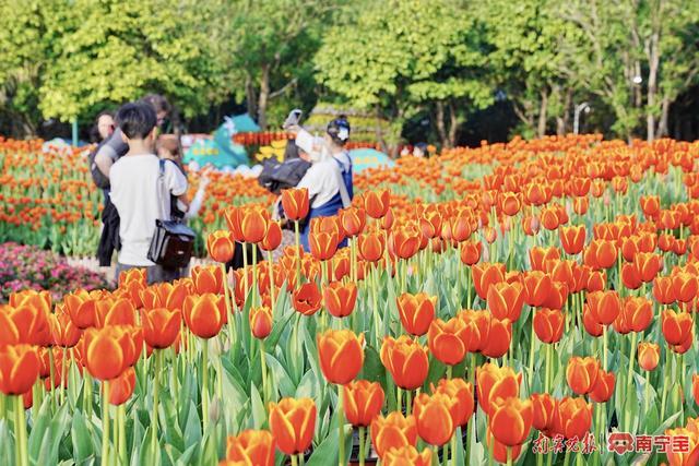 画展、灯会、创意市集！青秀山风景区新春活动抢先看