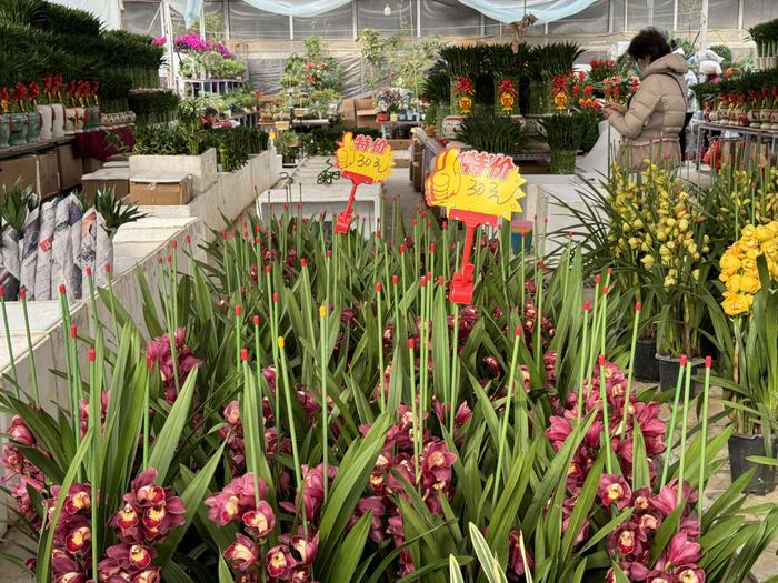北京绿植花卉集散分拨中心迎年宵花采购高峰期，今年销量增长一半