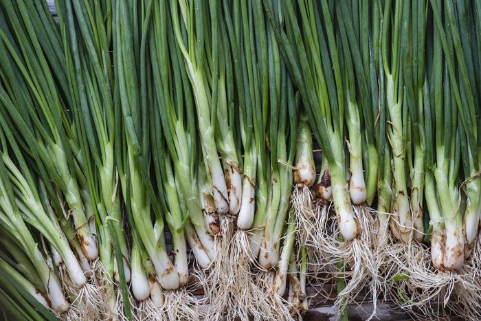 作物的故事︱调和五味：中国古代葱的栽培与利用