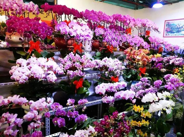选购年宵花，来这些花卉市场