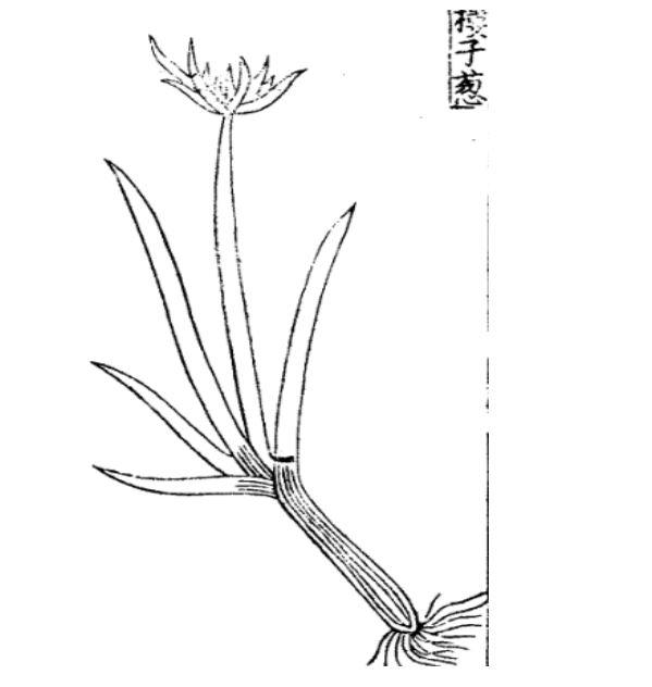 作物的故事︱调和五味：中国古代葱的栽培与利用