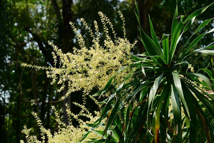 龙血树、龙船花、龙舌兰……在上海植物园年宵花展里寻“龙”