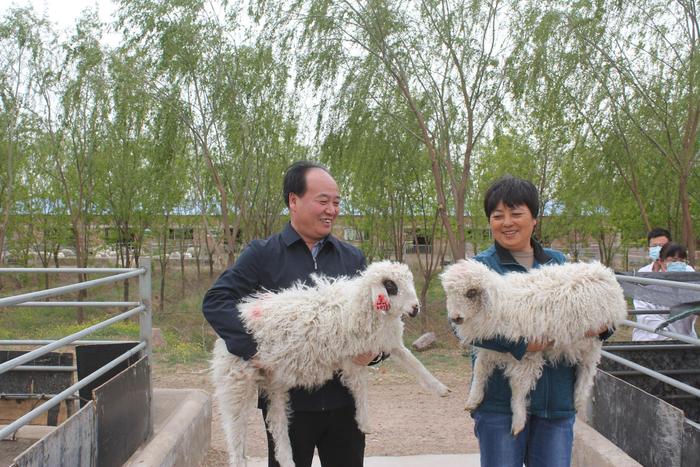 西北农林科技大学科技小院：为宁夏滩羊产业注入新活力