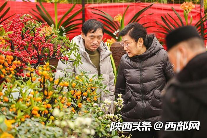 年宵花走俏！年味儿越来越浓 西安花卉市场持续升温