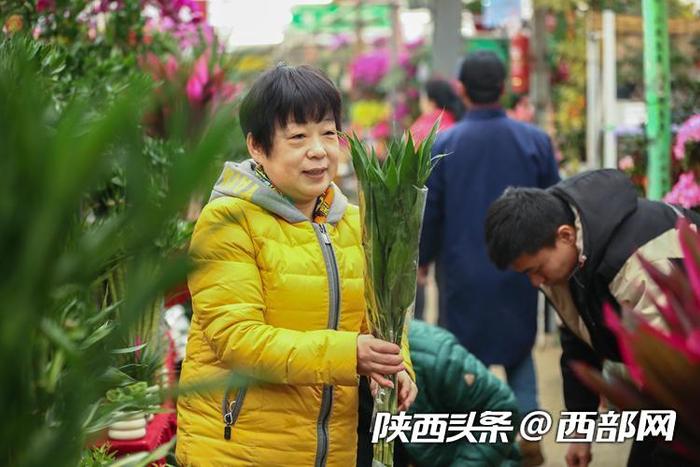 年宵花走俏！年味儿越来越浓 西安花卉市场持续升温