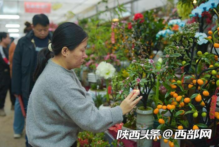 年宵花走俏！年味儿越来越浓 西安花卉市场持续升温