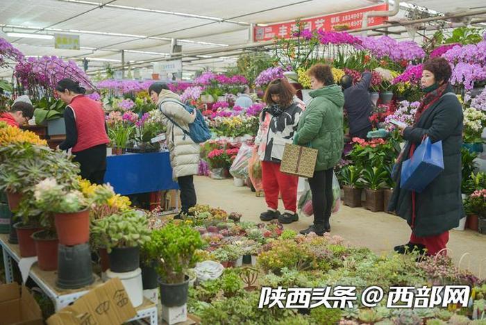 年宵花走俏！年味儿越来越浓 西安花卉市场持续升温